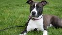 Cappy, a onetime stray, was rescued outside the Capitol in Harrisburg and is now the Capitol Police's community service dog.