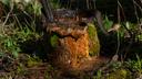 An abandoned well is seen on the property of Cheryl and Joe Thomas in Duke Center, Pennsylvania.