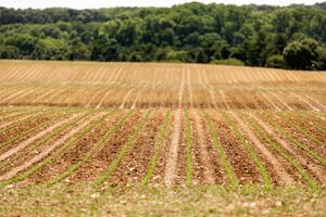 Pennsylvania’s $81.5 billion agriculture sector supported 301,900 jobs and $14.5 billion in labor income in 2019, according to the state Department of Agriculture.