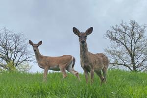 Two deer in Pittsburgh, Pennsylvania.